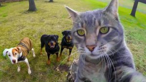 ПРИКОЛЫ С ЖИВОТНЫМИ ДО СЛЕЗ #94 Смешные КОТЫ И СОБАКИ Приколы