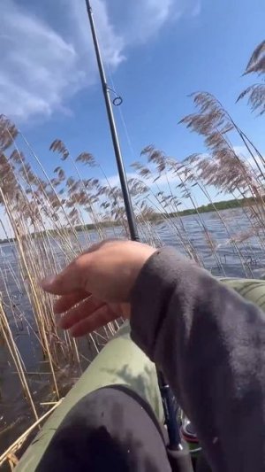 САМЫЙ ОКУНЕЕЕВЫЙ ДЕНЬ... #fishing #norstream #спиннинг #new #окунь #spin