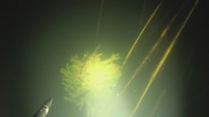 Подводная охота на карьере (линь, окунь).