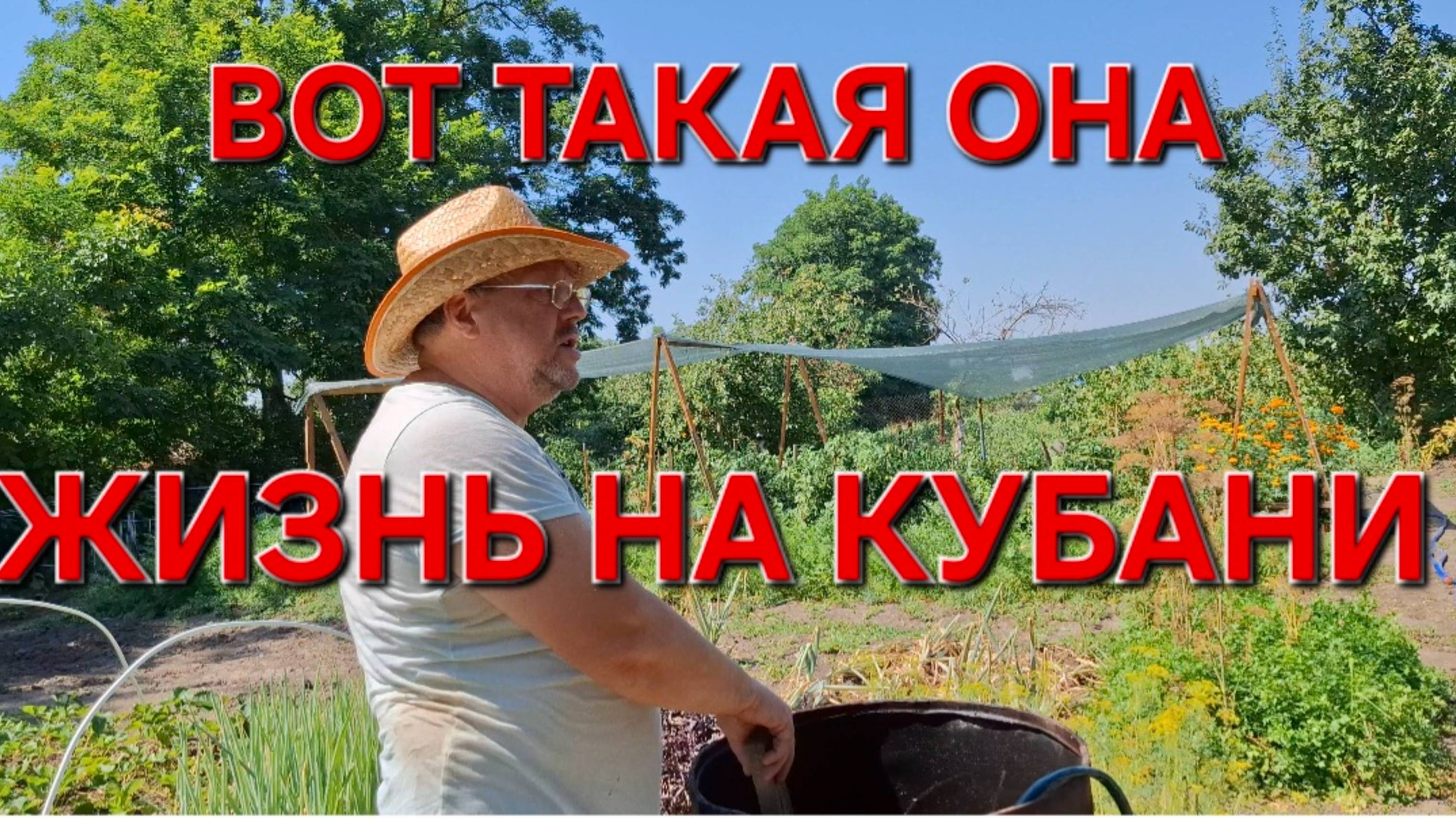 591 Переезд из города в станицу. Вот такая она жизнь на Кубани.  Убираем лук. Готовлю Ка ди ча