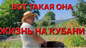 591 Переезд из города в станицу. Вот такая она жизнь на Кубани.  Убираем лук. Готовлю Ка ди ча