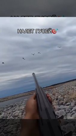Налет гусей 🎯