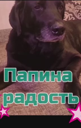 Папина собака