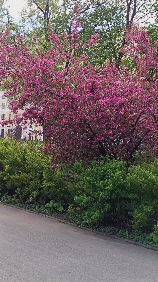 Парк Берёзовая роща. Москва.10.05.2025 (14:40). м.Полежаевская. м.Хорошёвская. ул. Куусинена.