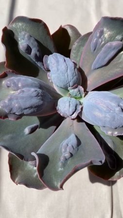 Echeveria Lilac Frost