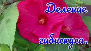 10.06.25г. Гибискус в саду. Омолаживание и деление.