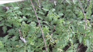 Появились завязи на безрассадных помидорах