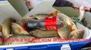 Нашёл стаю рыбы и началось...Рыбалка на Обском водохранилище