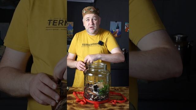 Самая вкусная вишнёвая настойка 2025 Пряная вишня от @dobroslav13