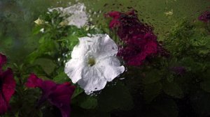 Петунии, которые хорошо переносят дожди 🌸🌸🌸