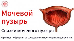 Мочевой пузырь. Связки мочевого пузыря. Фрагмент обучения висцеральному массажу и кинезиологии