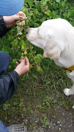 Симба кушает малинку на даче