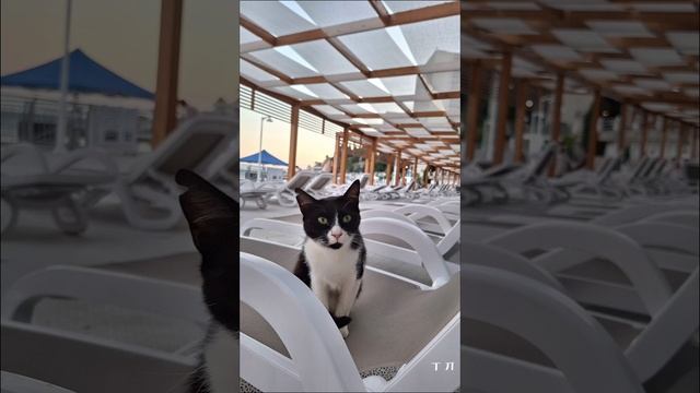 ЛЕТО, МОРЕ, МИСХОР смотреть онлайн