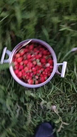 собрали кастрюлю клубники 🍓 в деревне