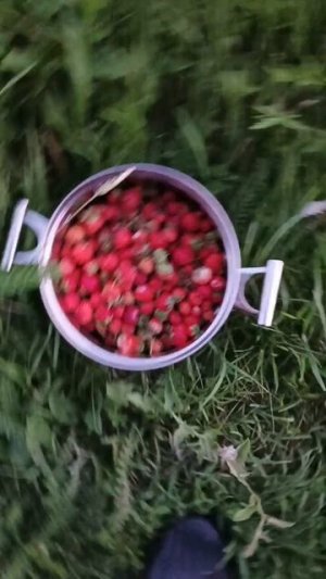 собрали кастрюлю клубники 🍓 в деревне