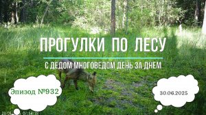 Прогулки по лесу. День за днем с дедом Многоведом. 30 июня 2025г. Эпизод 932.