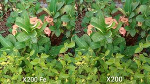 Vivo X200 Fe против Vivo X200 - сравнение камер в реальной жизни