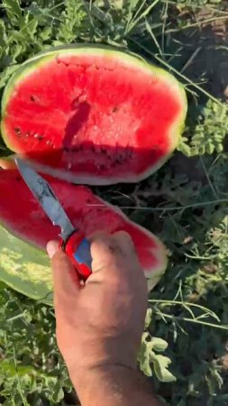 Для аппетита вам покажу арбуз от 05.07.2025 года