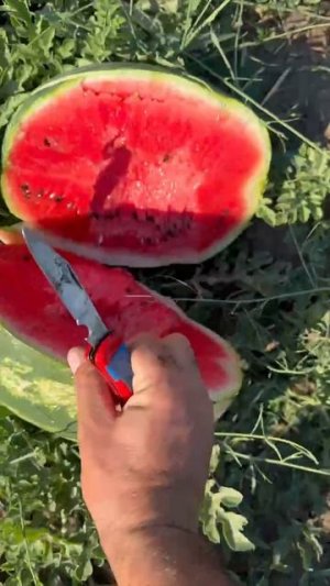 Для аппетита вам покажу арбуз от 05.07.2025 года