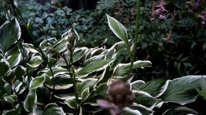 VID_20250706_210202.mp4