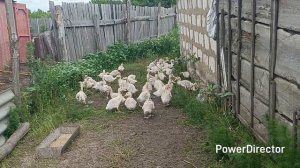 🏡 Домашний влог. Ассорти, обо всем понемногу 😅