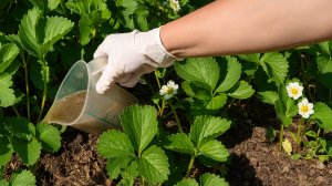 🌱 Секрет цветущей клубники чем и когда подкармливать, чтобы не терять урожай!