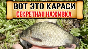 Секретная наживка по карасю и на неё всегда клюет! Рыбалка просто топ и разведал новое место