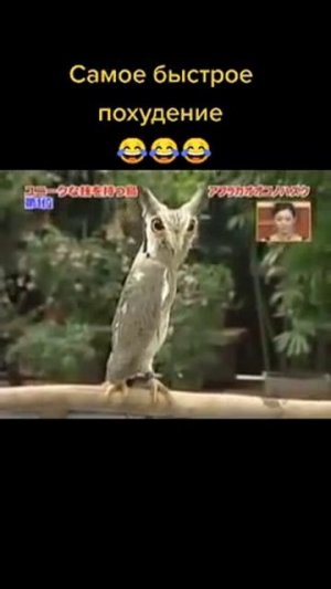 Читай описание 👇