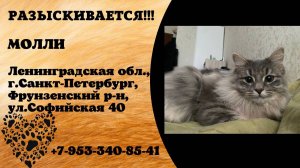Пропала кошка! МОЛЛИ.  Ленинградская обл, г.Санкт-Петербург, Фрунзенский р-н