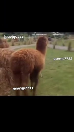 1000053210.mp4