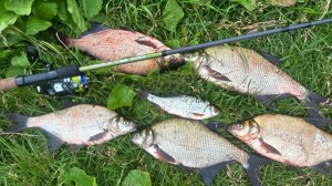 ЛОВЛЮ НА НОВЫЙ ФИДЕР ZEMEX TAURUS! РЫБАЛКА 2025!