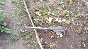 Виктория после плодоношения