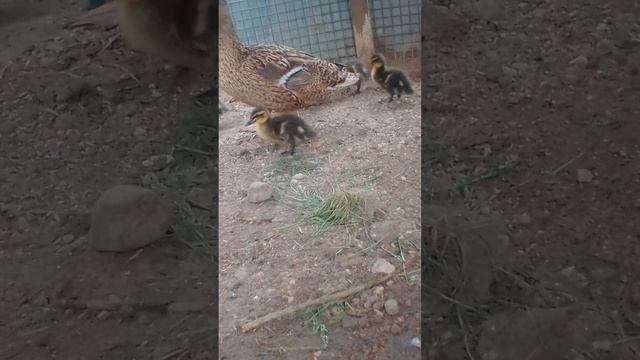 Утка и 5 Малышей Утят