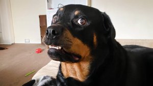 Смешной ротвейлер, который заставит вас смеяться слишком сильно 🤣🐶 Смешные видео с собаками 2025