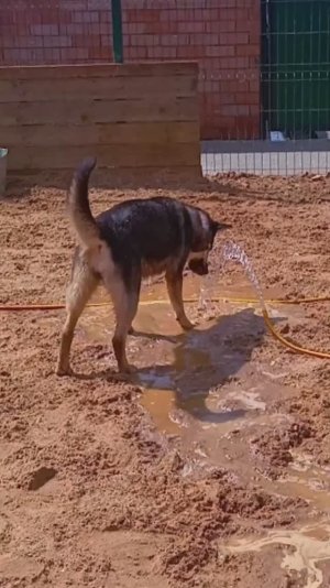 "Просто добавь воды!" ❥ Приют в Малинках