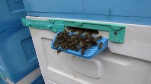 пчелы сидящие под открытым небом и в дождь и ночью, наблюдения за жизнью пчел , 5.07.2025