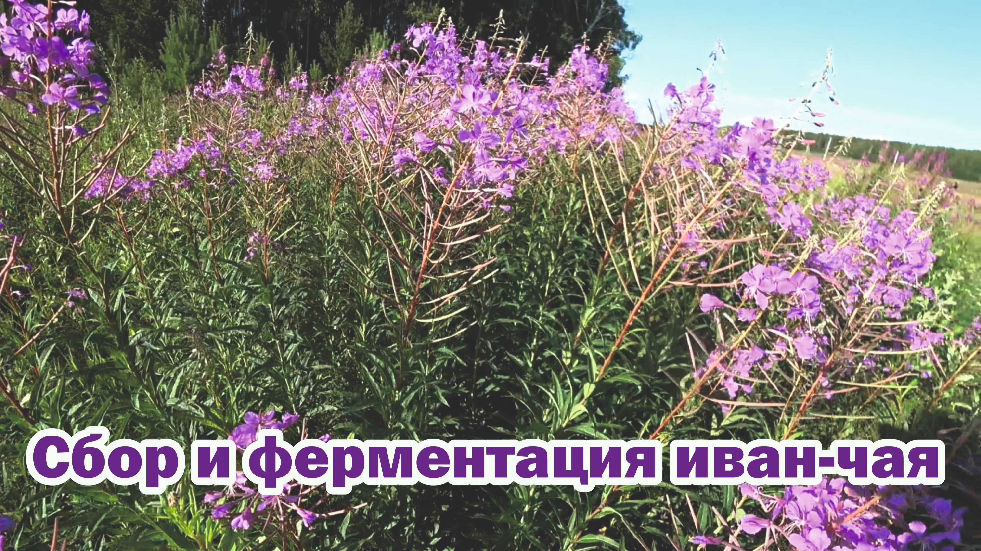 Сбор и ферментация иван-чая