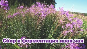 Сбор и ферментация иван-чая