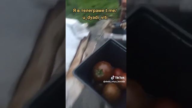 Первые помидоры и черешня у дяди Вити. Сорт Кумато. #помидоры #кумато #черешня #огород #дача #сад