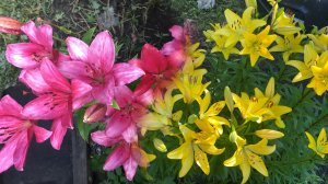🌼ЗАЦВЕЛИ МОИ ЛЮБИМЫЕ ЛИЛИИ 🌺