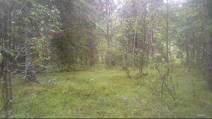 Тайны лесных троп.