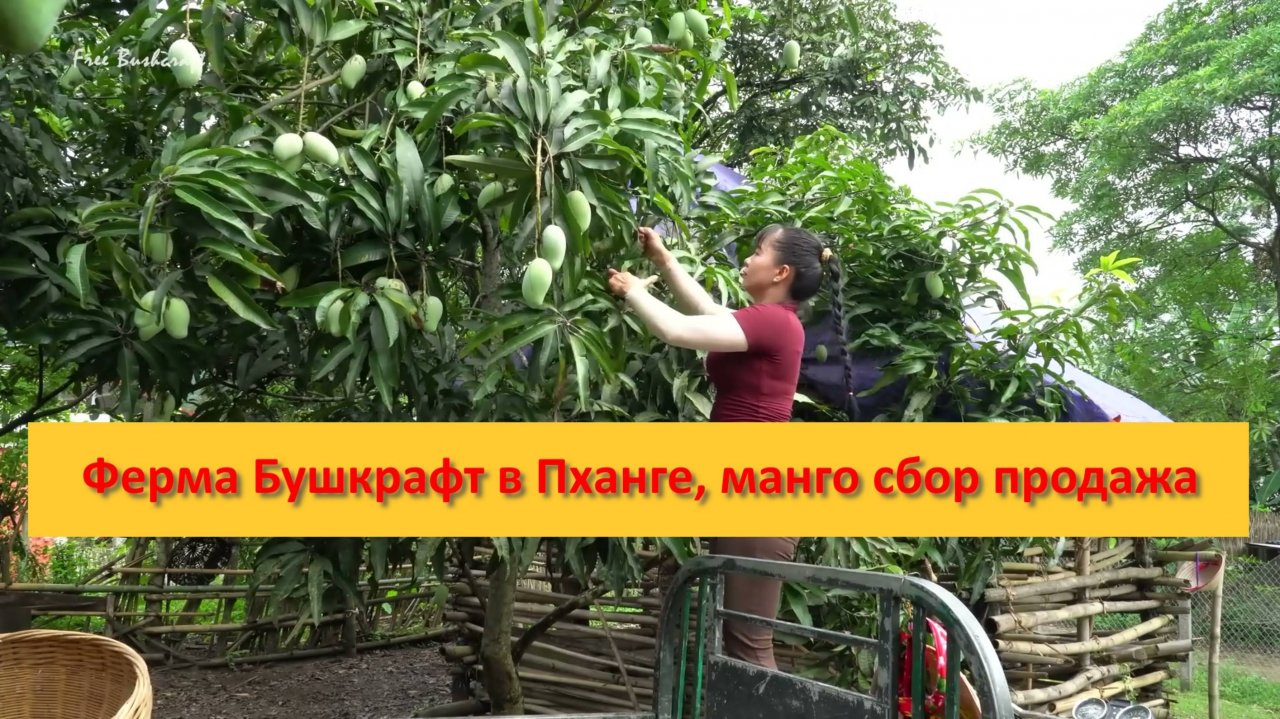 Ферма Бушкрафт в Пханге, манго сбор продажа