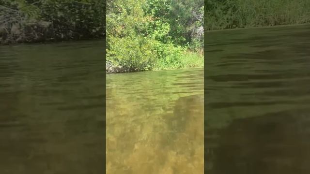 Under water life on our Lake.  Inflatable Paddle Board