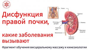 Дисфункция правой почки какие заболевания вызывает. Фрагмент обучения