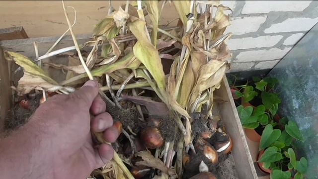 Уборка и хранение луковиц тюльпанов