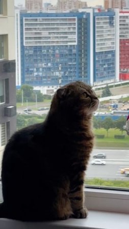ДОБРОЕ УТРО МОСКВА🐯МКАД ЕДЕТ, ЧЕССИ СЛЕДИТ