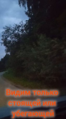 Собака с больной лапой