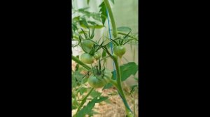 Жирование томатов. Что это и как исправить?🍅🍅🍅