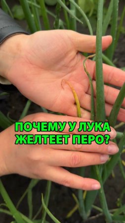 Почему у лука желтеет перо