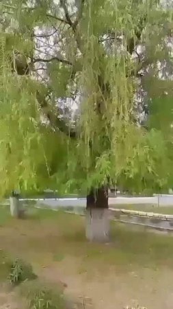 Отчего плакучие плачут?..